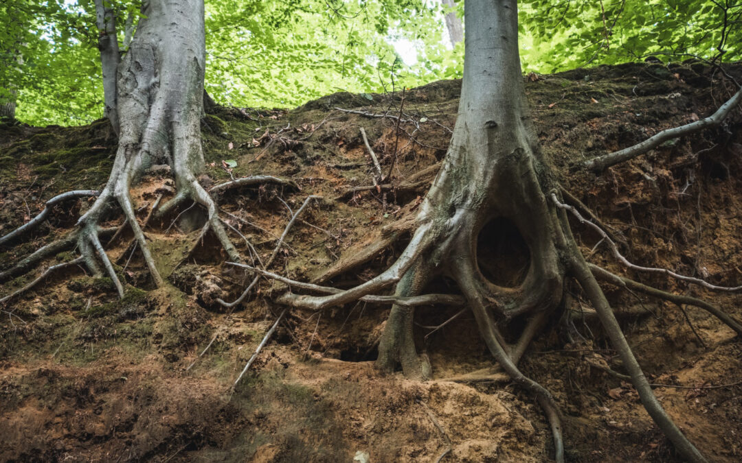 Tree Root Problems In Your Austin Property