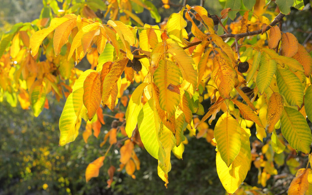 Trees With Yellowing Leaves In Austin