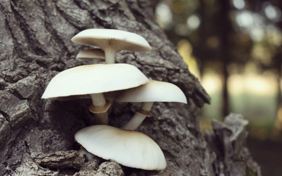 What To Do About Mushrooms Growing On Trees