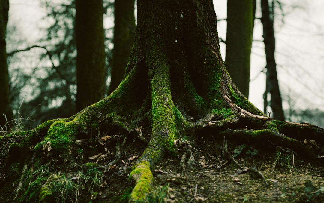 Fall Tree Problems That Need Quick Solutions