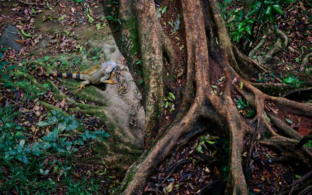 Trees That Threaten Your Home’s Foundation