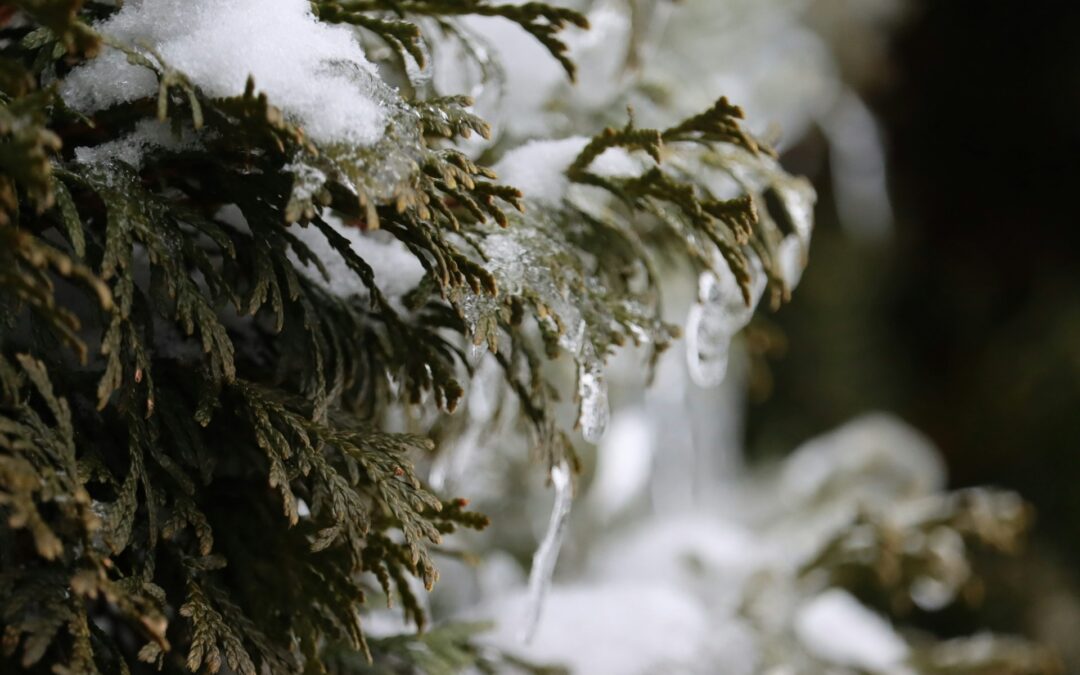 Trees Damaged By Ice And Snow