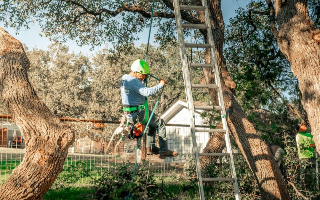 Winter Tree Problems That Need Expert Help